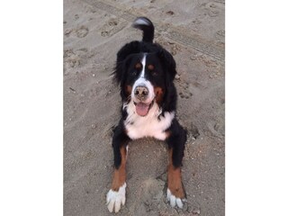 Casa per le vacanze Nieuwvliet Ambiente 33