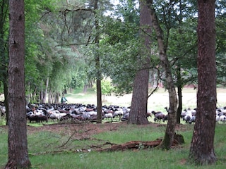 Eintrieb auf dem Schäferhof Neuenkirchen