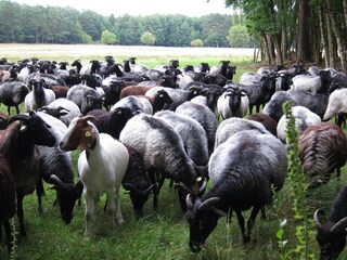 Wunderschöne Heidschnuckenherde