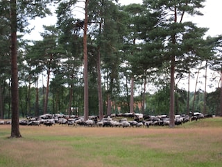 Heidelandschaft rund um Neuenkirchen