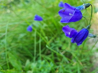 Wiesenblumen