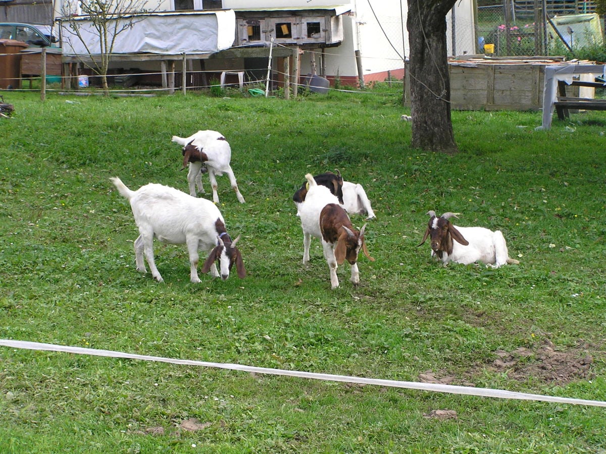 Kleintiere in der Nachbarschaft