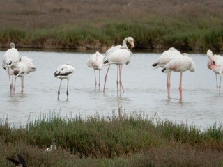 Holiday house Gruissan Environment 30