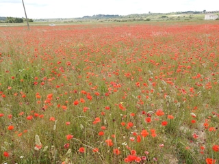 Maison de vacances Gruissan Environnement 32