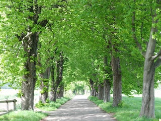 Alleenstraßen
