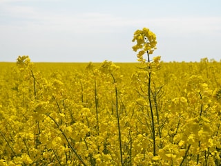Rapsblüte