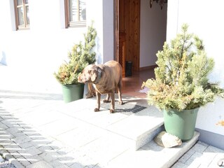 Apartment Hüttau Außenaufnahme 4