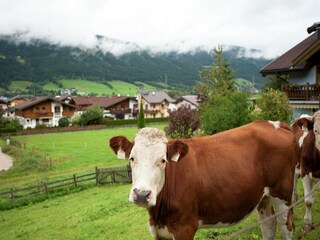 Apartment Altenmarkt Environment 22