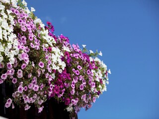 Appartamento Wagrain  26