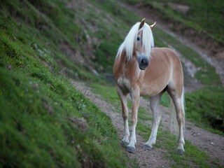 Apartamento Flachau Entorno 20