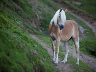 Apartment Flachau Umgebung 20