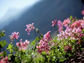 Appartement Flachau  42