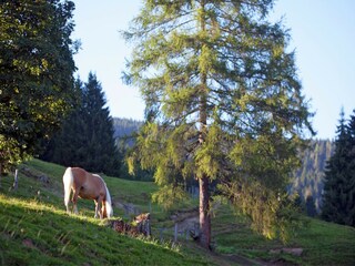 Apartment Wagrain Environment 18