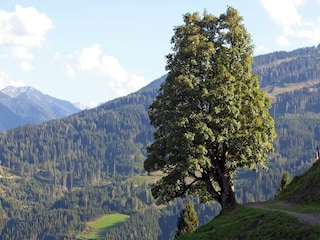 Apartment Wagrain Environment 21