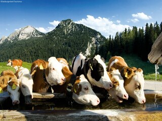 Appartement Taxenbach  35