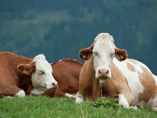 Casa per le vacanze Fusch Ambiente 32