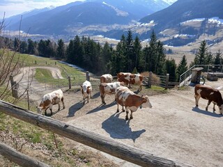 Apartment Mittersill Außenaufnahme 9