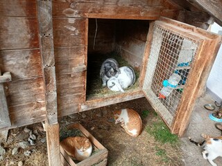 Apartamento Mittersill Grabación al aire libre 10