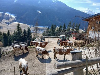 Appartamento Mittersill Registrazione all'aperto 12