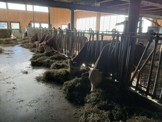 Appartamento Mittersill  32