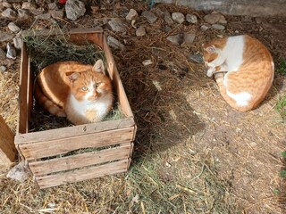 Casa per le vacanze Mittersill Registrazione all'aperto 9