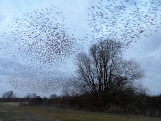Maison de vacances Lauwersoog Environnement 29