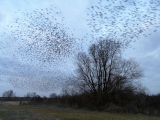 Holiday house Lauwersoog Environment 30