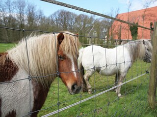 Ferienhaus Boornzwaag Außenaufnahme 10