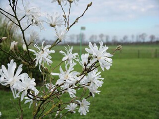 Casa de vacaciones Boornzwaag Grabación al aire libre 5