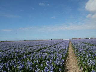 Type de propriété : Ferme Sint Maartenszee Environnement 30