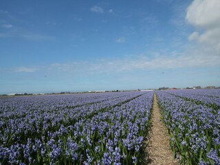 Fattoria Sint Maartenszee Ambiente 30
