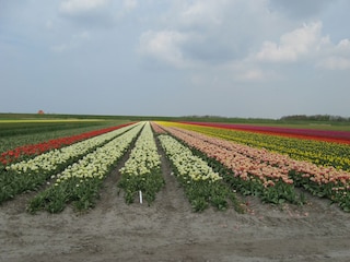 Farmhouse 't Zand Outdoor Recording 3