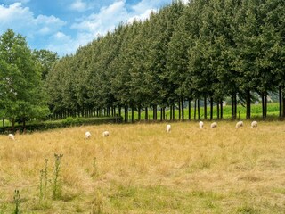 Vakantiehuisje culemborg Omgeving 36