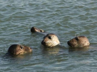Ferienhaus Wemeldinge Umgebung 31