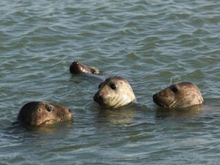 Casa per le vacanze Wemeldinge Ambiente 28