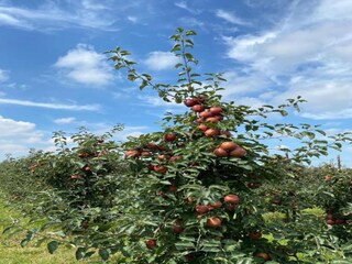 Ferienhaus Wemeldinge Umgebung 27