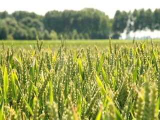 Casa per le vacanze Schoondijke Registrazione all'aperto 5