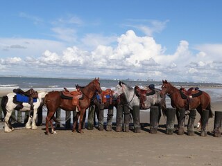 Maison de vacances Schoondijke Environnement 37