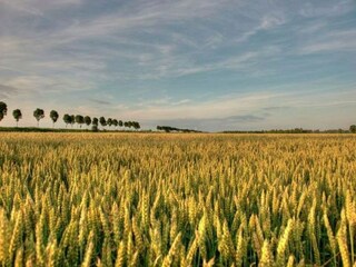 Type de propriété : Ferme Schoondijke Environnement 29