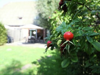 Fattoria Aardenburg  33