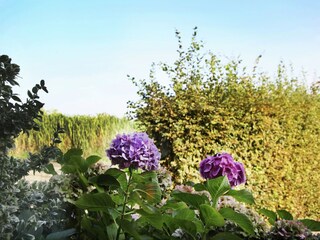 Fattoria Aardenburg  38