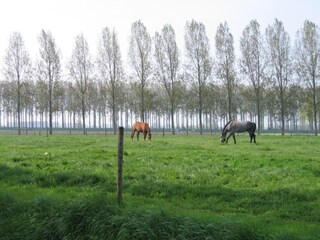 Bauernhof Aardenburg Umgebung 36
