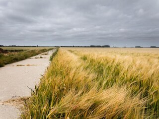 Type de propriété : Ferme Aardenburg Environnement 34