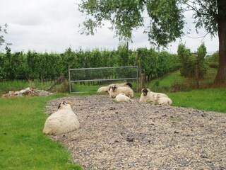 Casa de campo Aardenburg Grabación al aire libre 2