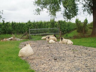 Boerderij Aardenburg Buitenaudio-opname 6