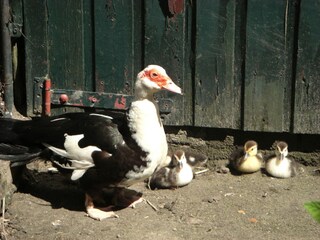 Vakantiehuis Bergen op Zoom Buitenaudio-opname 7