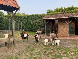 Holiday house Bergen op Zoom  40