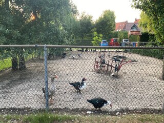 Vakantiehuis Bergen op Zoom  35