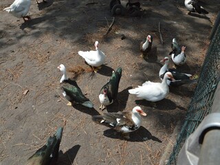 Casa de vacaciones Bergen op Zoom Grabación al aire libre 3