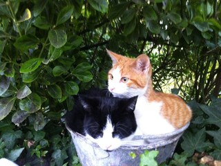 Maison de vacances Bergen op Zoom Enregistrement extérieur 2